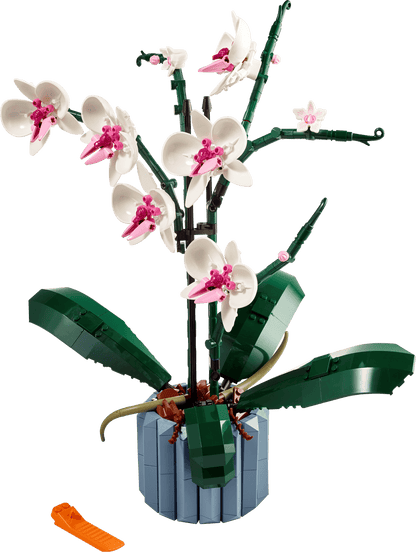 Botanical Collection Orchid