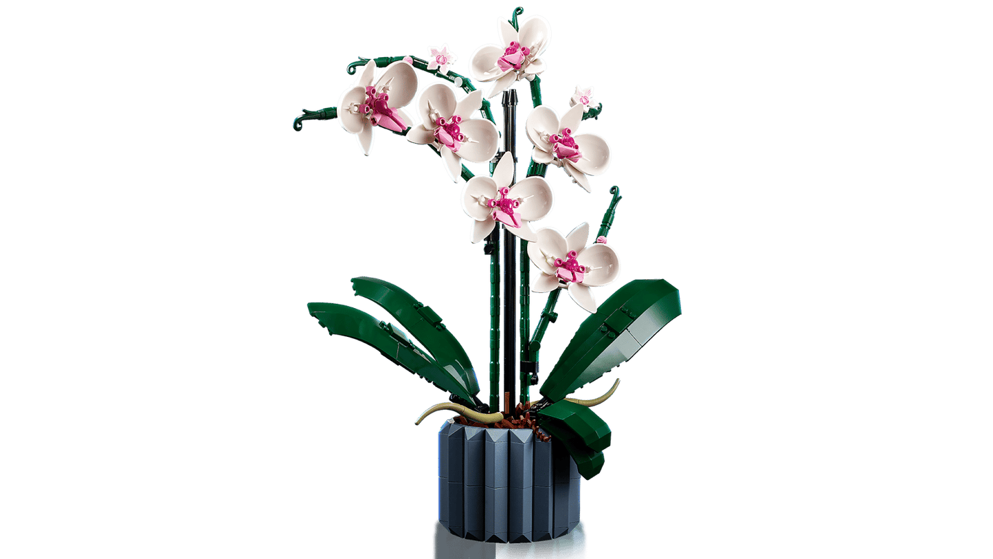 Botanical Collection Orchid