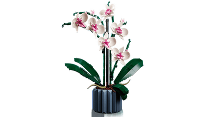 Botanical Collection Orchid