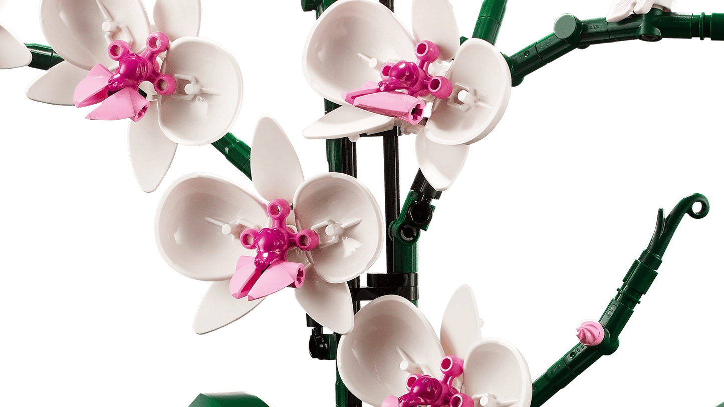 Botanical Collection Orchid
