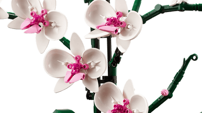 Botanical Collection Orchid