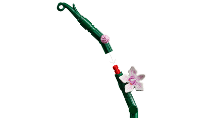 Botanical Collection Orchid